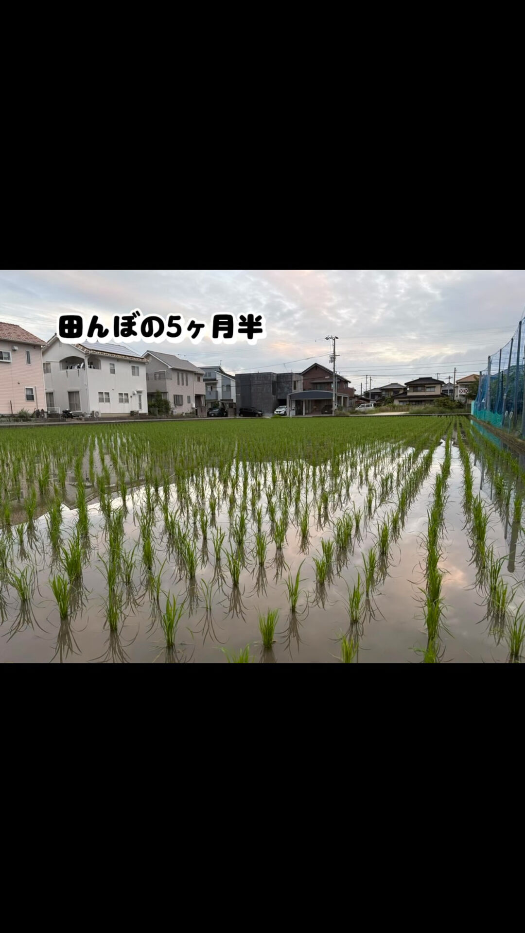 自宅の前の5ヶ月半の田んぼを、ぎゅっと🌾